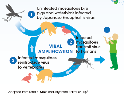 Japanese-encephalitis_en.png